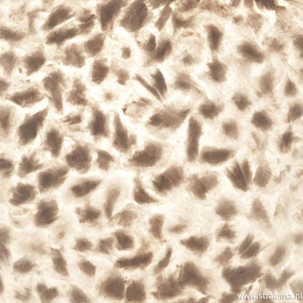 Straluma Sfeervolle tafellamp met schelpen kap> Schemerlampen|Schelpenlampen